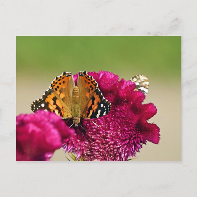 Painted Lady Butterfly Postcard (Front)