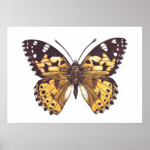 Painted lady butterfly poster