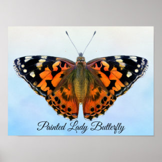 Painted Lady Butterfly Watercolor Painting Poster