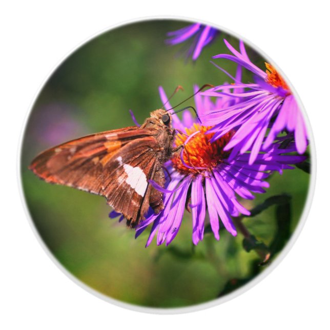 Painted Lady Butterfly Wild Aster Flower  Ceramic Knob (Front)