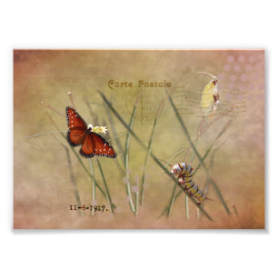 Painted Lady Mixed Media  Photo Print