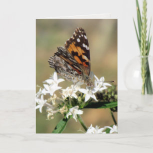 Painted Lady on Pentas Greeting Card (8988)