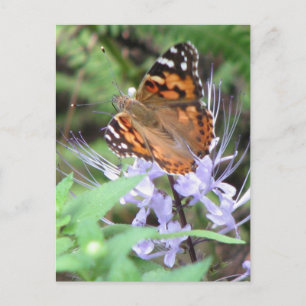 Painted Lady Postcard