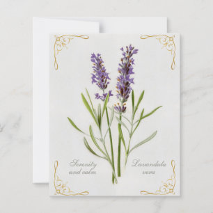Painted Lavandula Vera Serenity and Calm