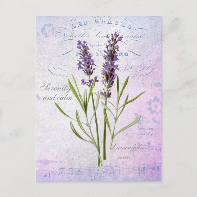 Painted Lavandula Vera Serenity and Calm Postcard (Front)