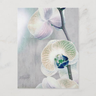 Painted Orchid Postcard