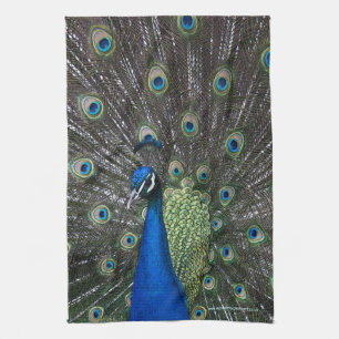 Painted Peacock Kitchen Towel