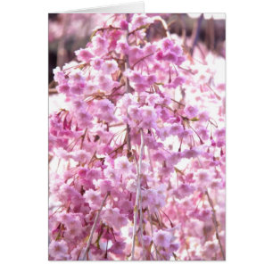 Painted Pink Weeping Willow Flowering Tree