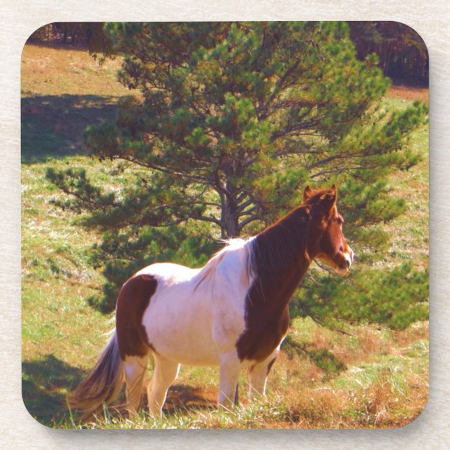 Painted Pony  by the Pine Coaster (Front)