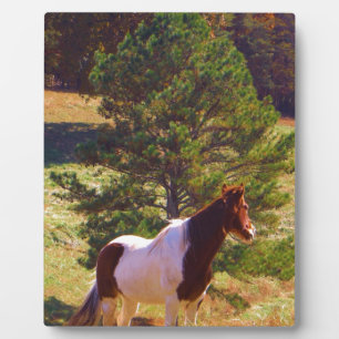 Painted Pony  by the Pine Plaque