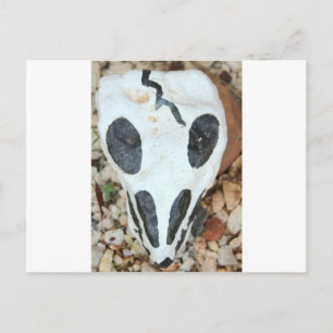 painted skull postcard