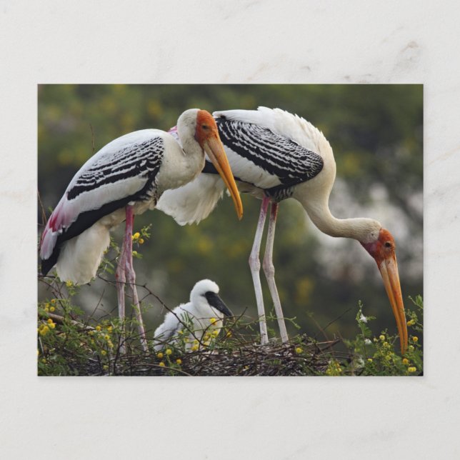 Painted Storks & young one at nest,Keoladeo Postcard (Front)
