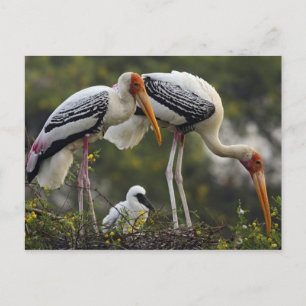 Painted Storks & young one at nest,Keoladeo Postcard
