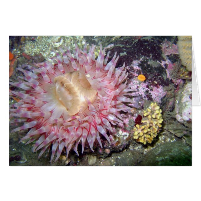 Painted Tealia  Anemone (Front Horizontal)