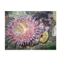 Painted Tealia Anemone - Postcard