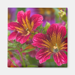 Painted tongue close-ups of their blooms - magnet