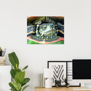 Painted Turtle (Chrysemys picta) 2 Poster