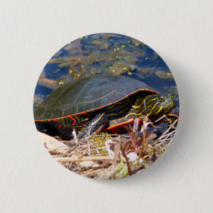 Painted Turtle (Chrysemys picta) 3 6 Cm Round Badge