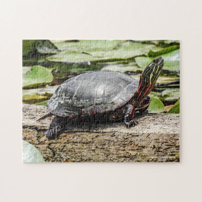 Painted Turtle Jigsaw Puzzle (Horizontal)