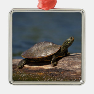 Painted Turtle on a branch Metal Tree Decoration