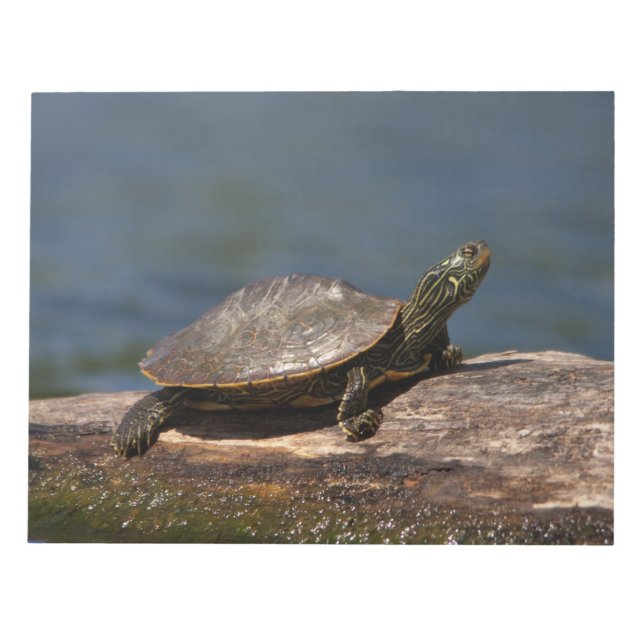 Painted Turtle on a branch Notepad (Front)