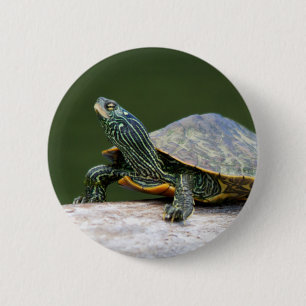 Painted turtle on a log 6 cm round badge