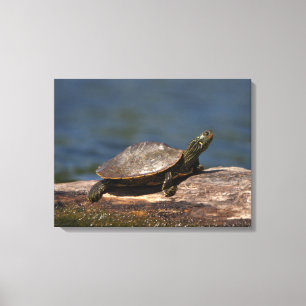 Painted turtle on a log canvas print