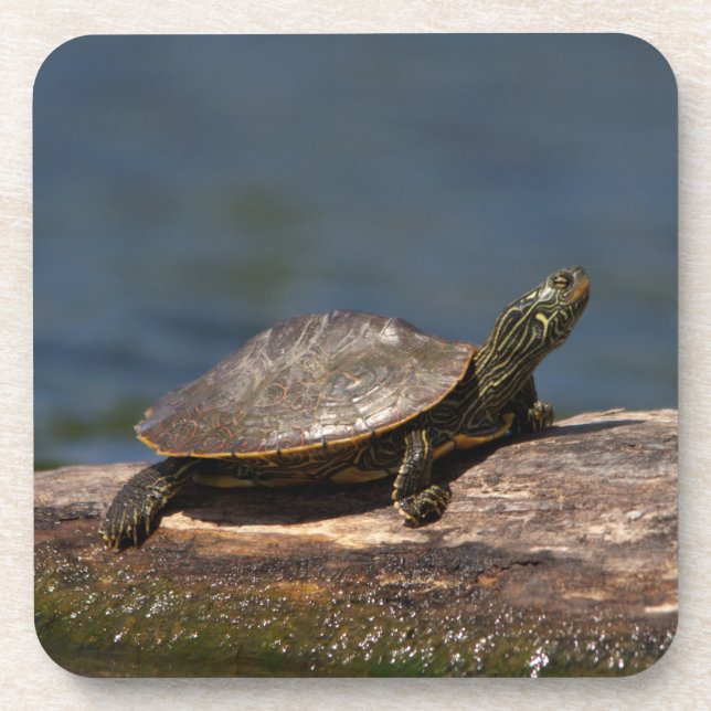 Painted turtle on a log coaster (Front)