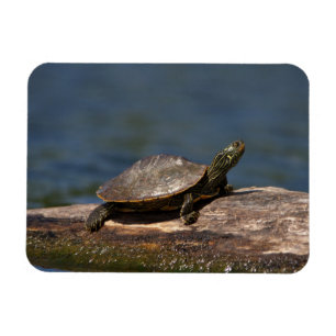 Painted turtle on a log magnet