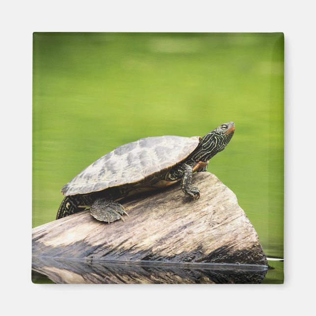 Painted Turtle on a log Magnet (Front)
