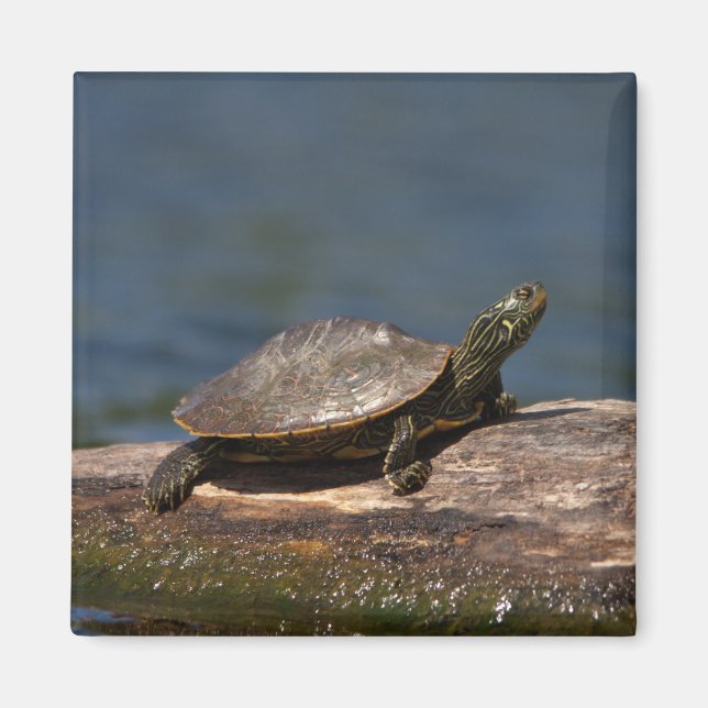 Painted turtle on a log magnet (Front)