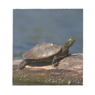 Painted turtle on a log notepad