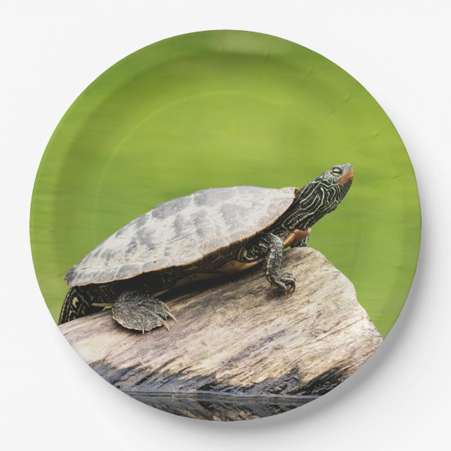 Painted Turtle on a log Paper Plate (Front)