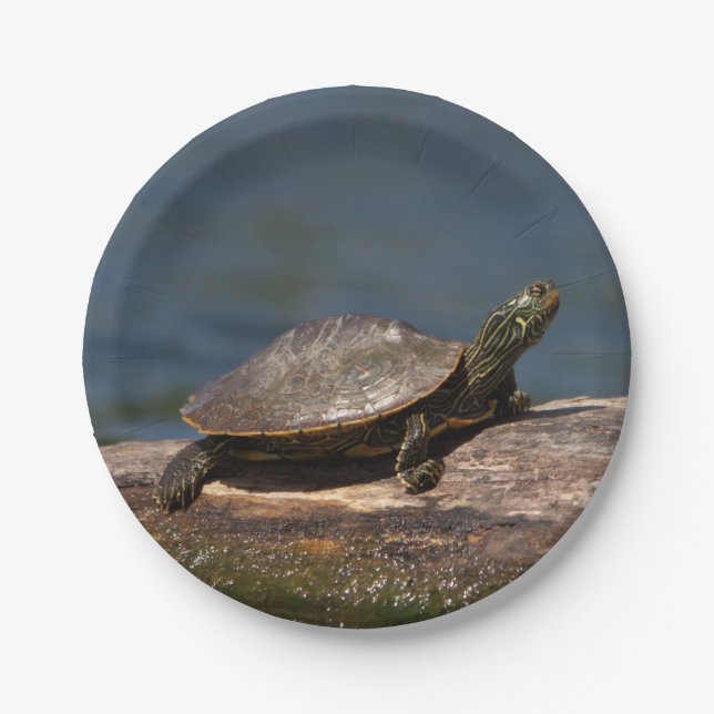 Painted turtle on a log paper plate (Front)