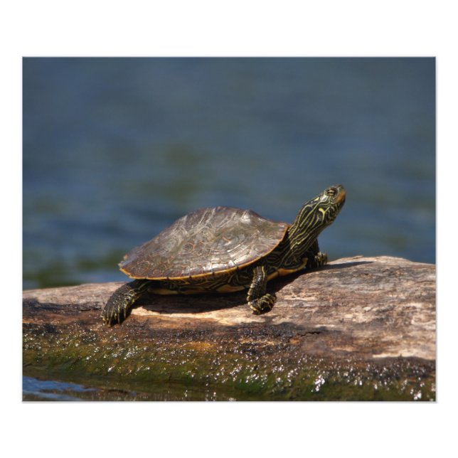 Painted turtle on a log photo print (Front)