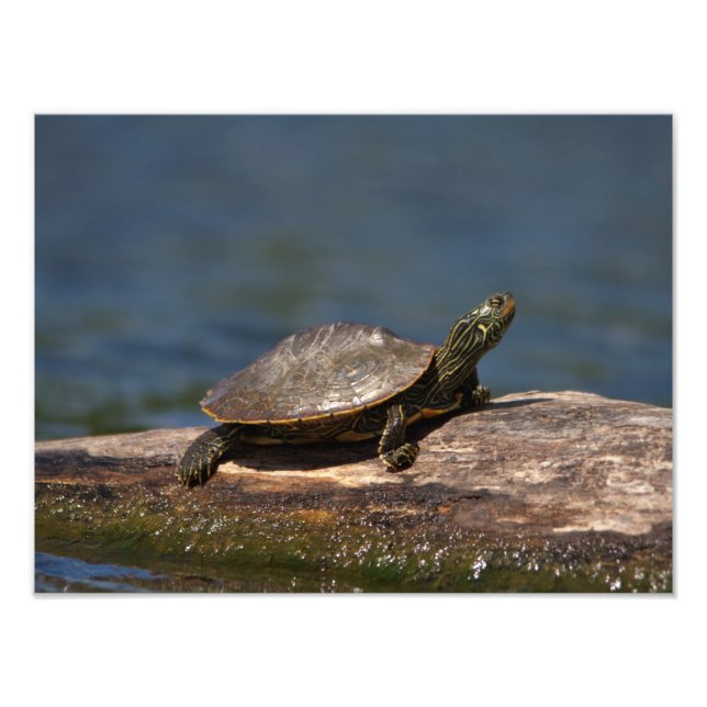 Painted turtle on a log photo print (Front)