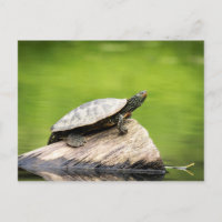 Painted Turtle on a log