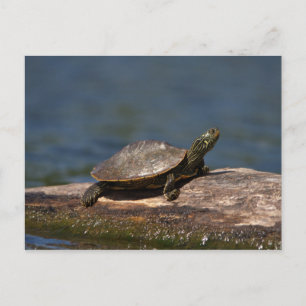 Painted turtle on a log postcard