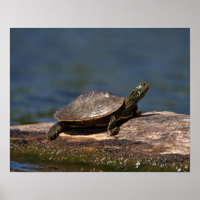 Painted turtle on a log poster (Front)