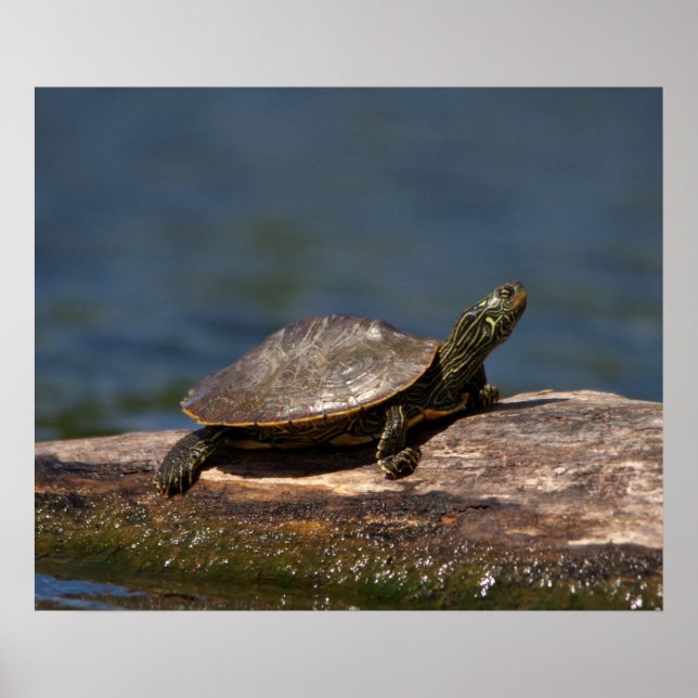 Painted turtle on a log poster (Front)