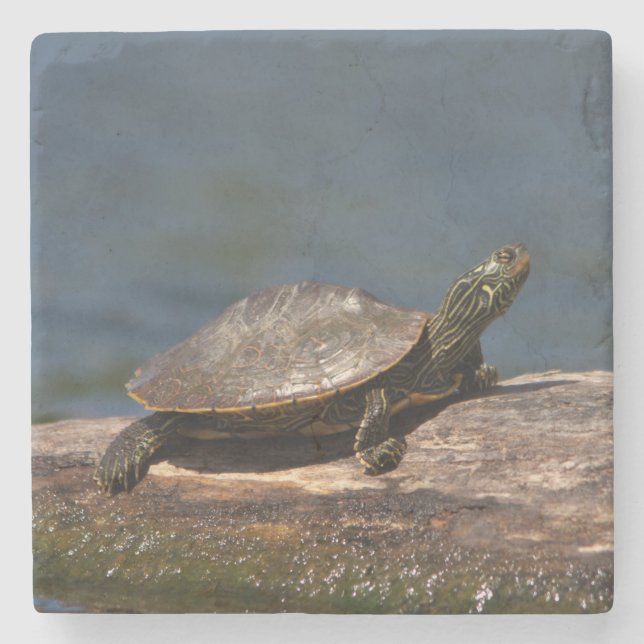 Painted turtle on a log stone coaster (Front)