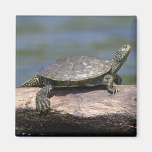 Painted Turtle on a sunny day Magnet