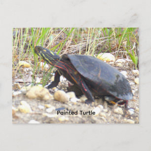 Painted Turtle Photo Postcard
