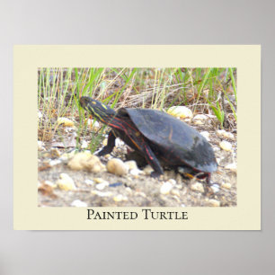 Painted Turtle Photo Poster