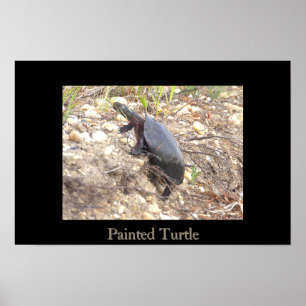 Painted Turtle Photo Poster