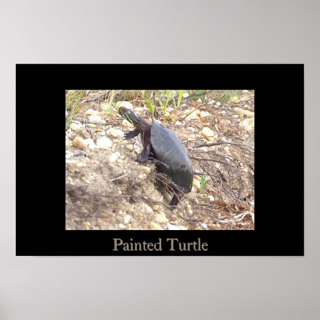 Painted Turtle Photo Poster (Front)