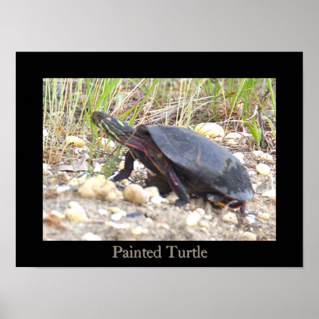 Painted Turtle Photo Poster (Front)