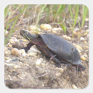 Painted Turtle Photo Stickers
