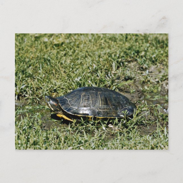 Painted Turtle Postcard (Front)