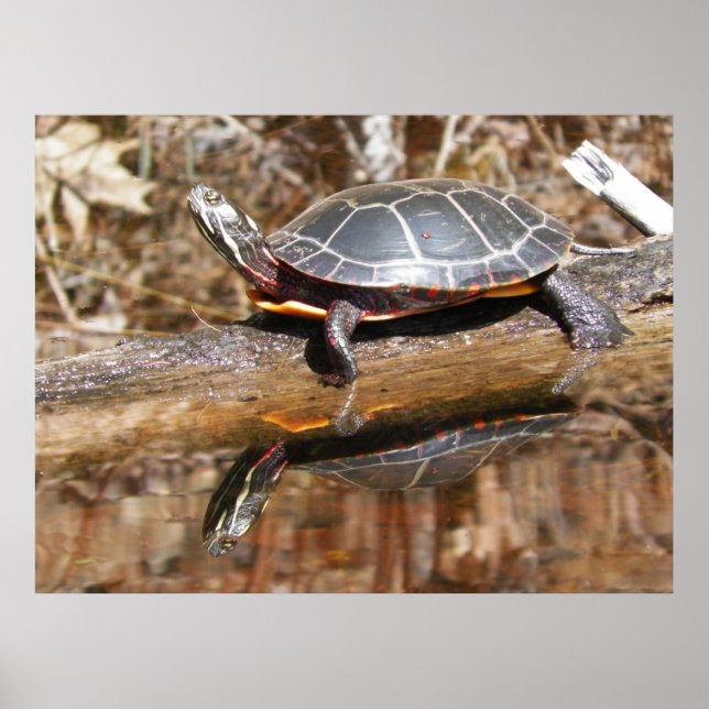 Painted Turtle Poster (Front)